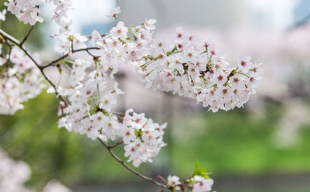 分手复合法术,轻松就能挽回前任恢复往日甜蜜