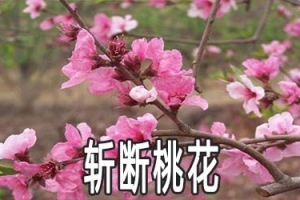 斩断桃花的方法是什么 